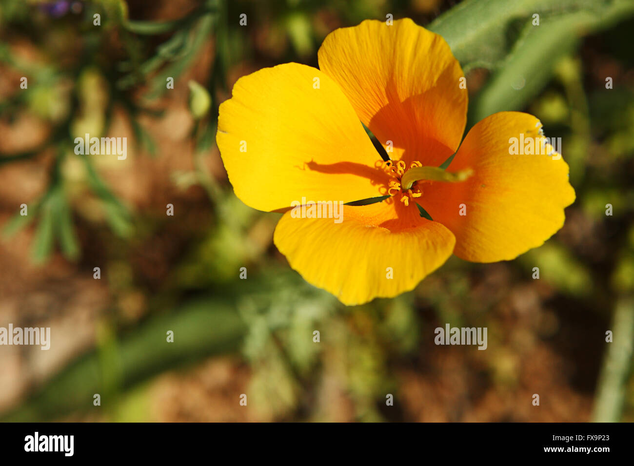 Spring wildflowers bloom in the Arizona desert Stock Photo Alamy