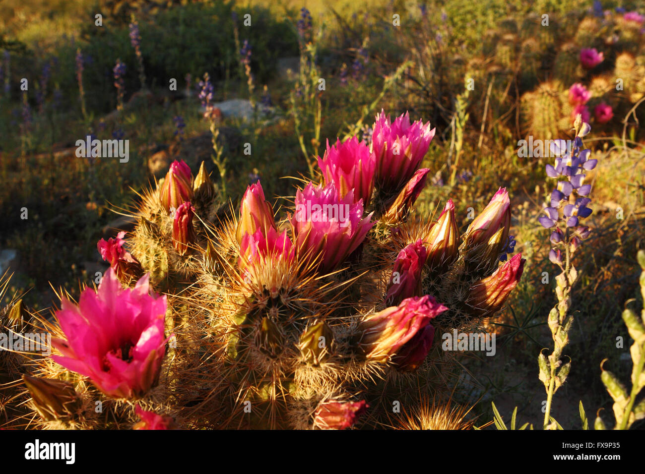 Spring wildflowers bloom in the Arizona desert Stock Photo Alamy