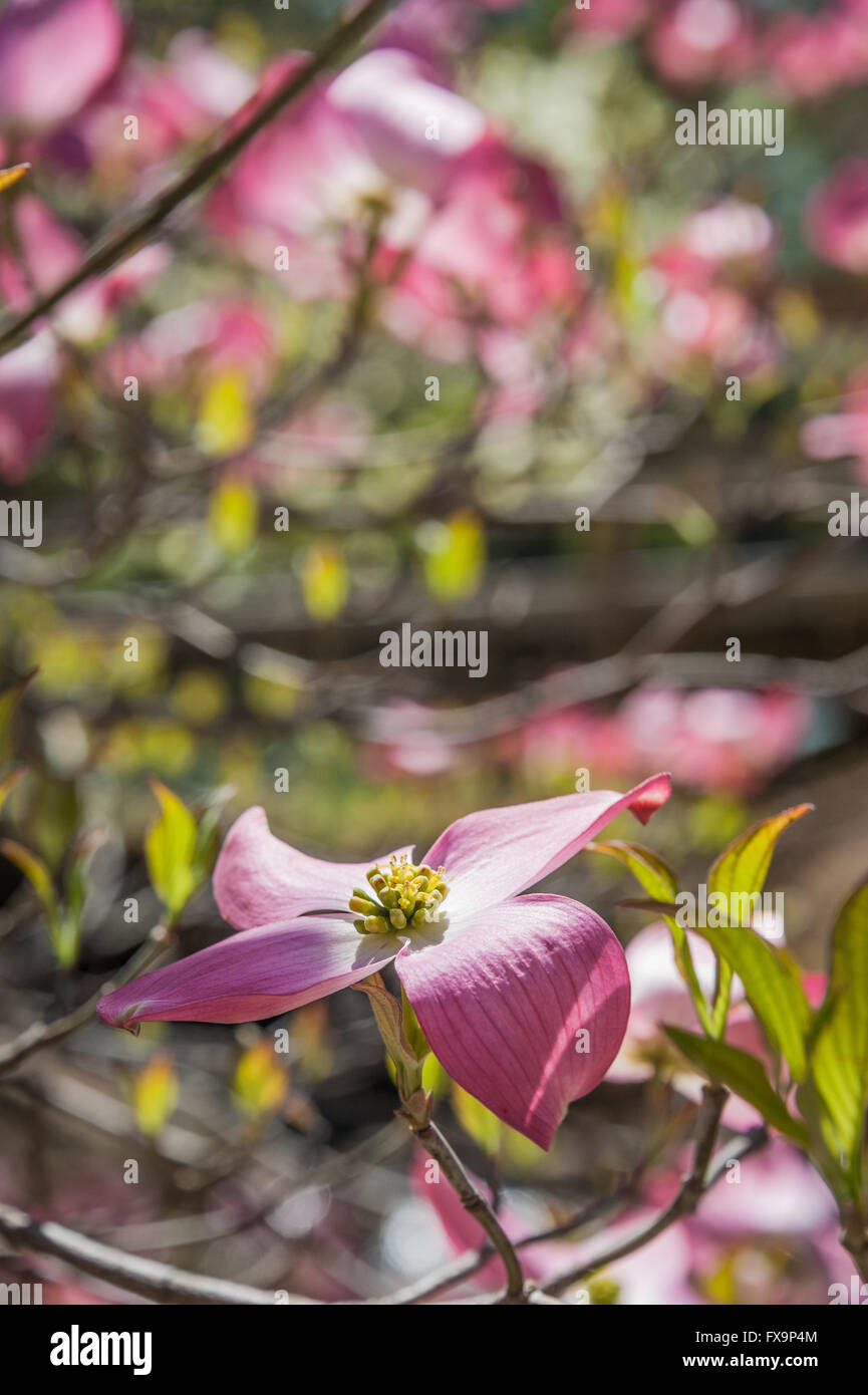 Pink Dogwood blosssoms at Honor Heights Park in Muskogee, Oklahoma, USA. Stock Photo