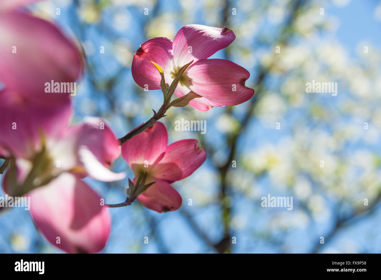 Pink and white Dogwood blossoms. Stock Photo