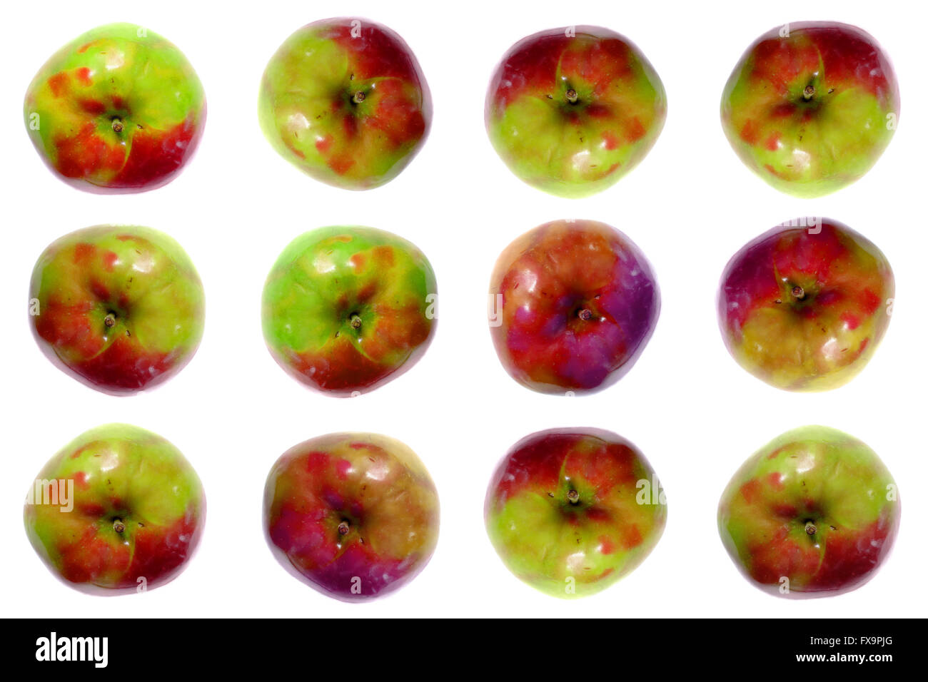 Twelve apples photographed against a white background. Stock Photo