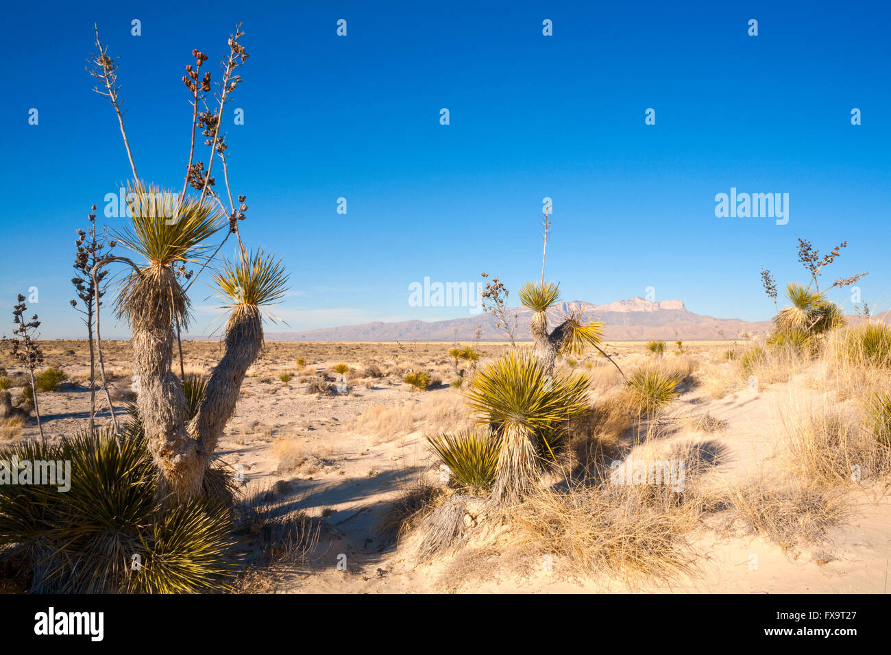 Yucca elata in the Chihuahuan Desert, Guadalupe Mountains National Park, Culberson County, Texas, USA. Stock Photo