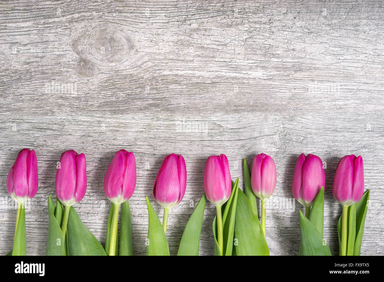 Pink Tulips in a Row Stock Photo - Alamy