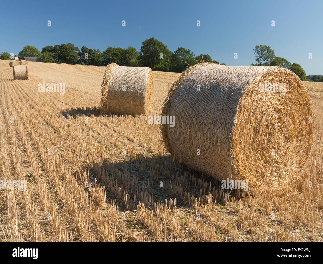 round straw bales in a harvested field on a sunny August day in Kent ...