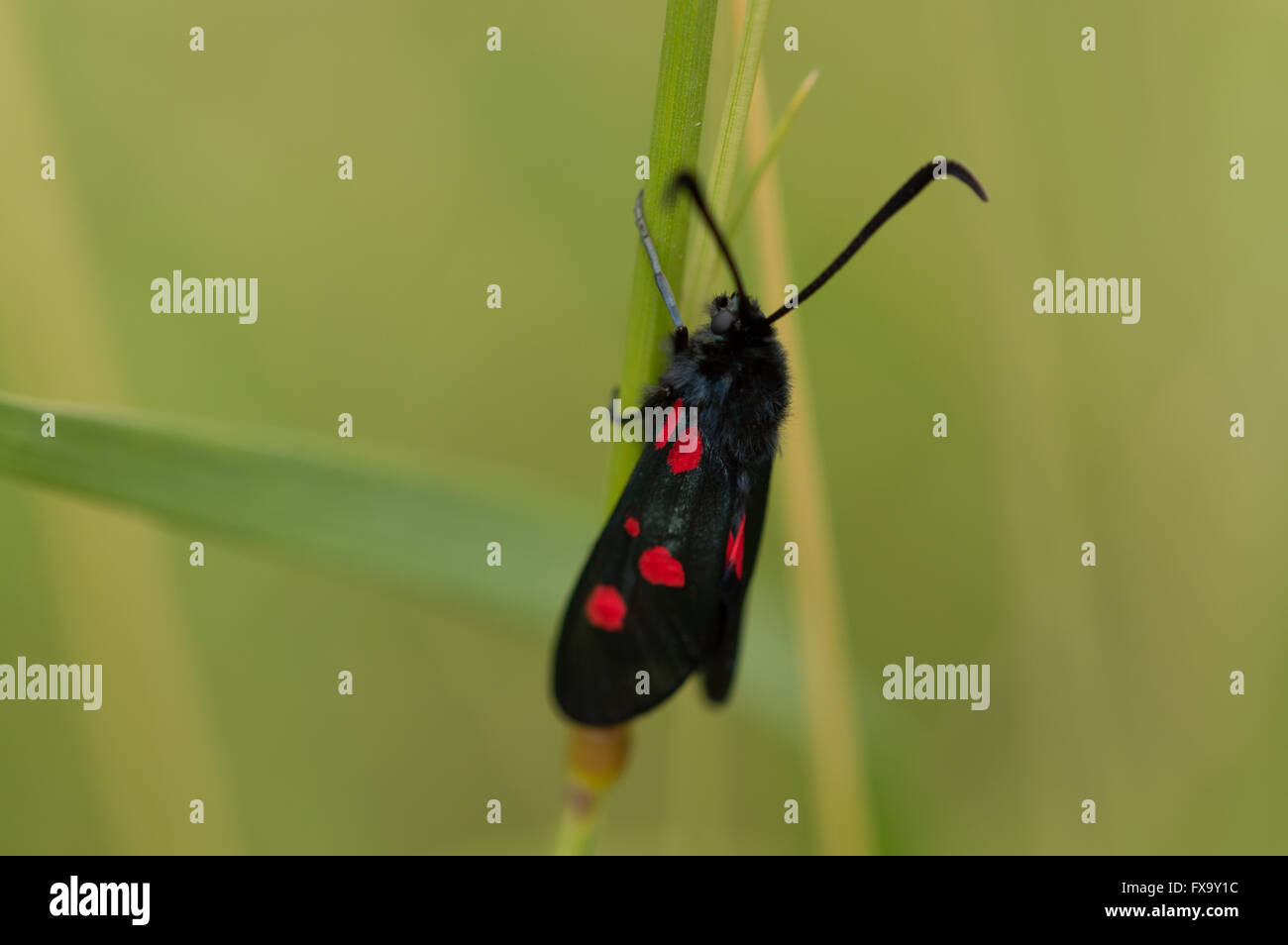 A Narrow-bordered five-spot Burnet moth (Zygaena lonicerae) on a grass stem. Stock Photo