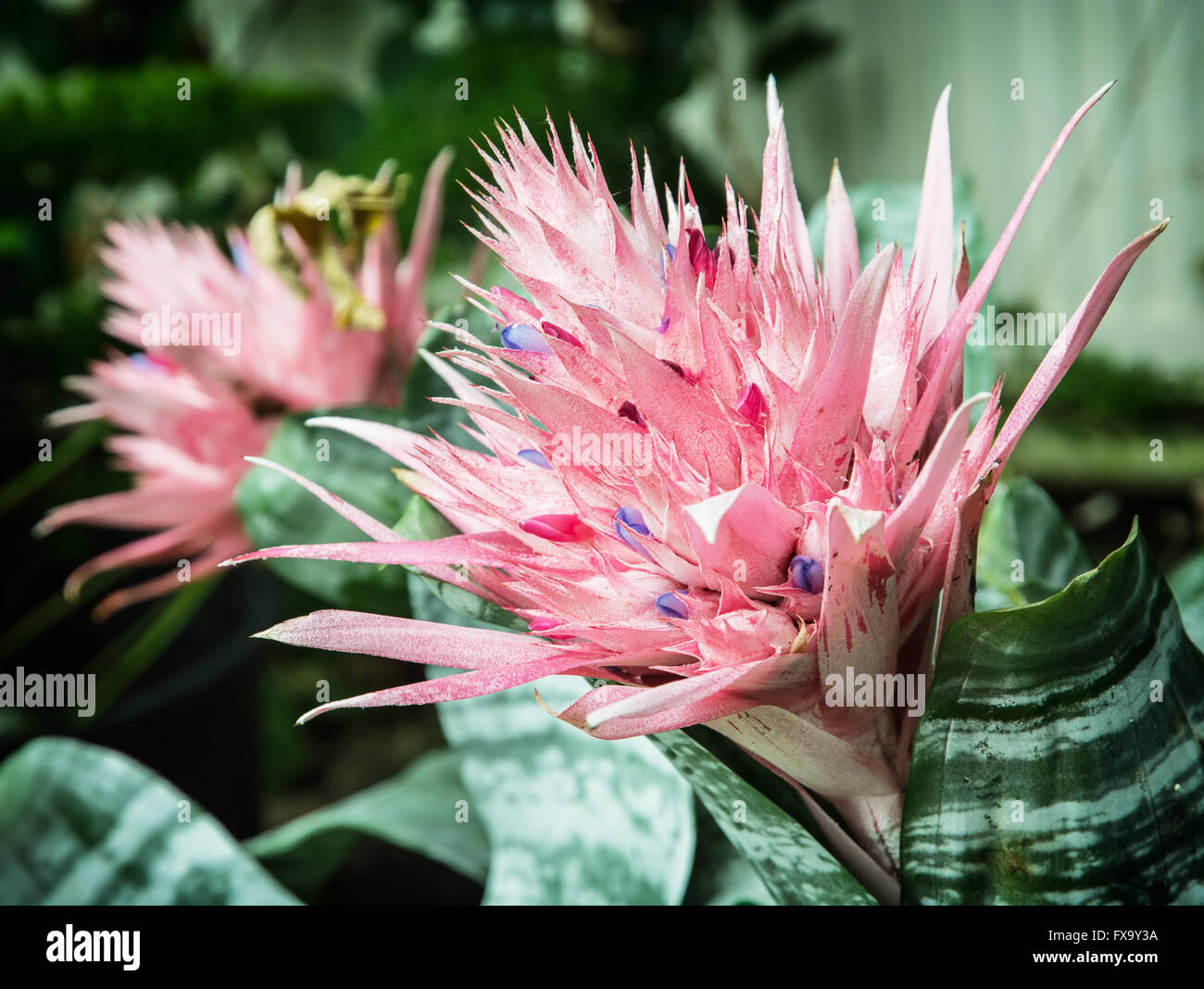 Aechmea fasciata - Silver vase or Urn plant - is a species of flowering plant in the bromeliad family, native to Brazil. Natural Stock Photo