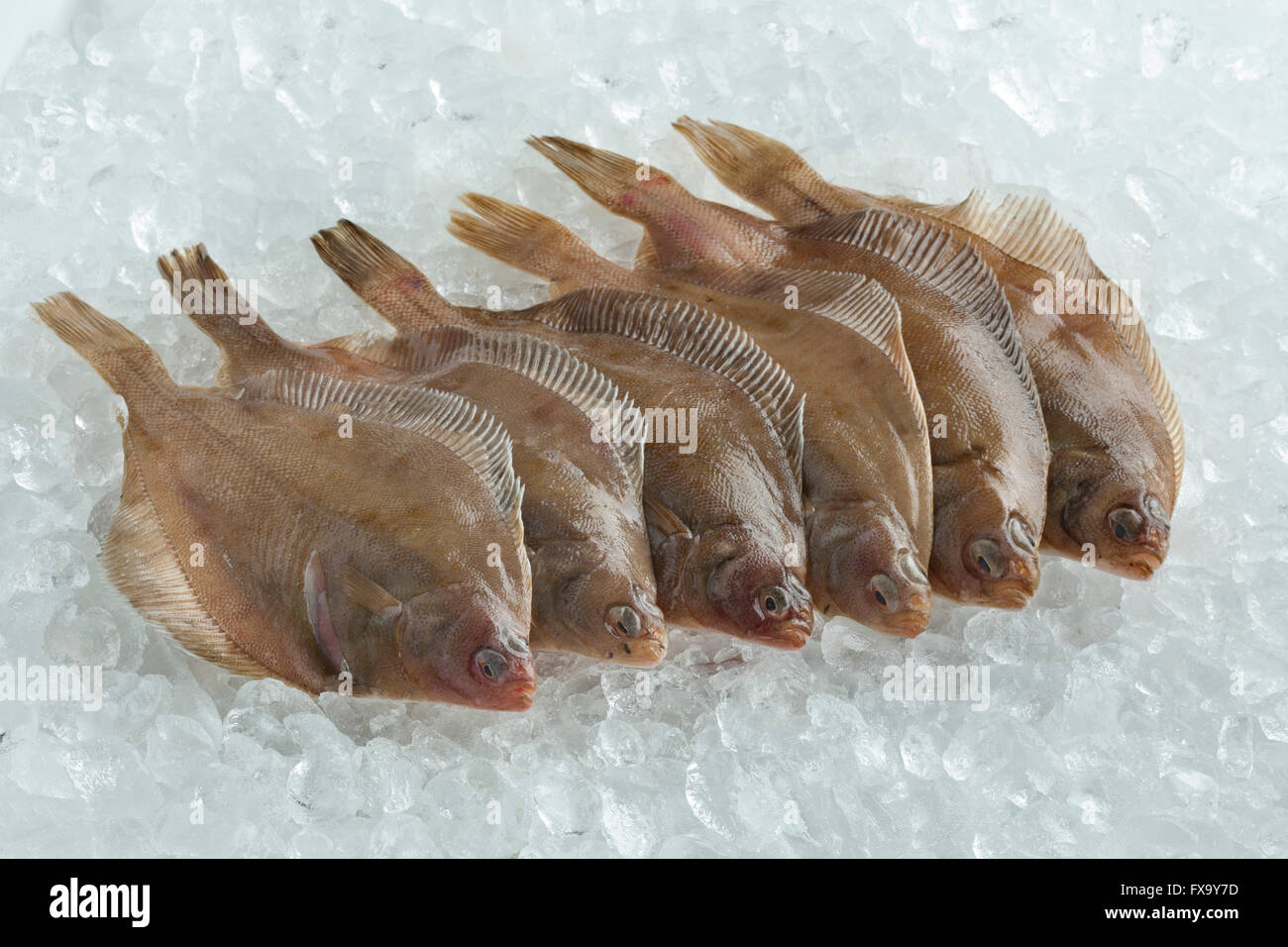 Fresh raw common dab fishes on ice Stock Photo