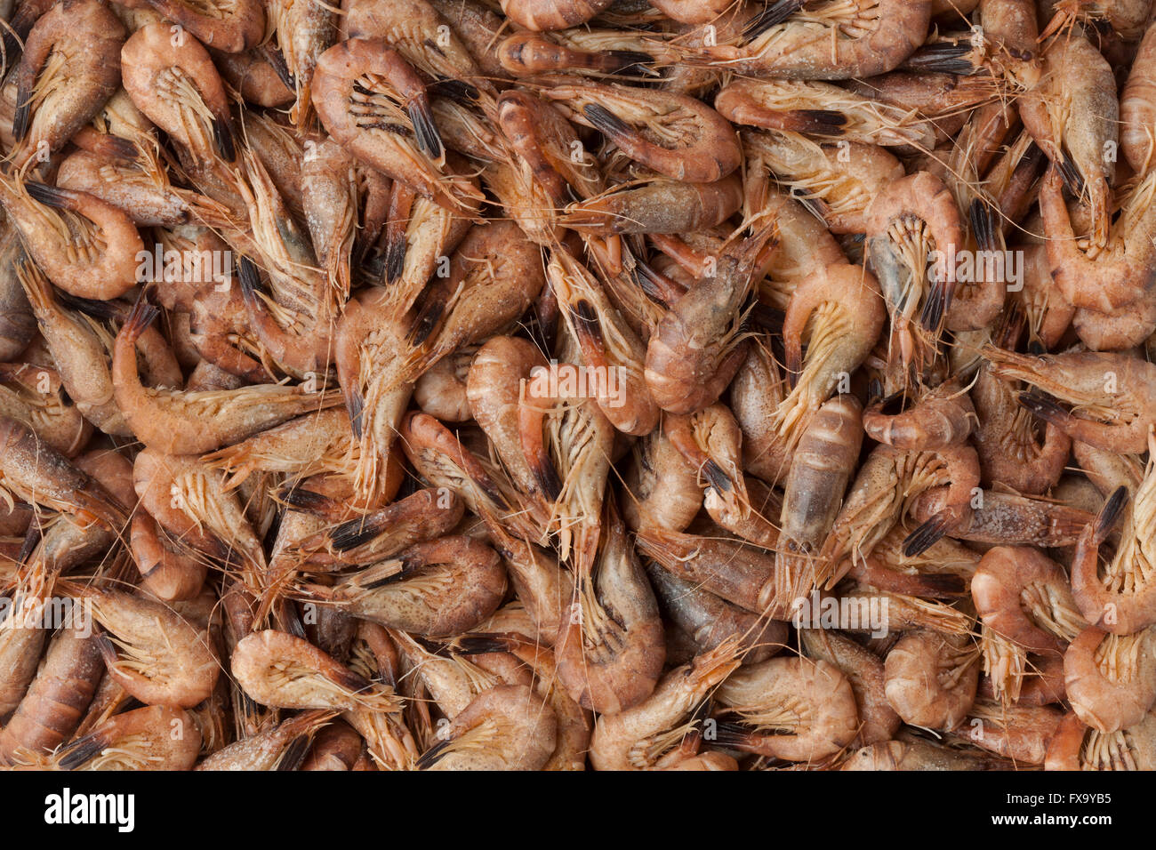 Unpeeled brown shrimps full frame Stock Photo