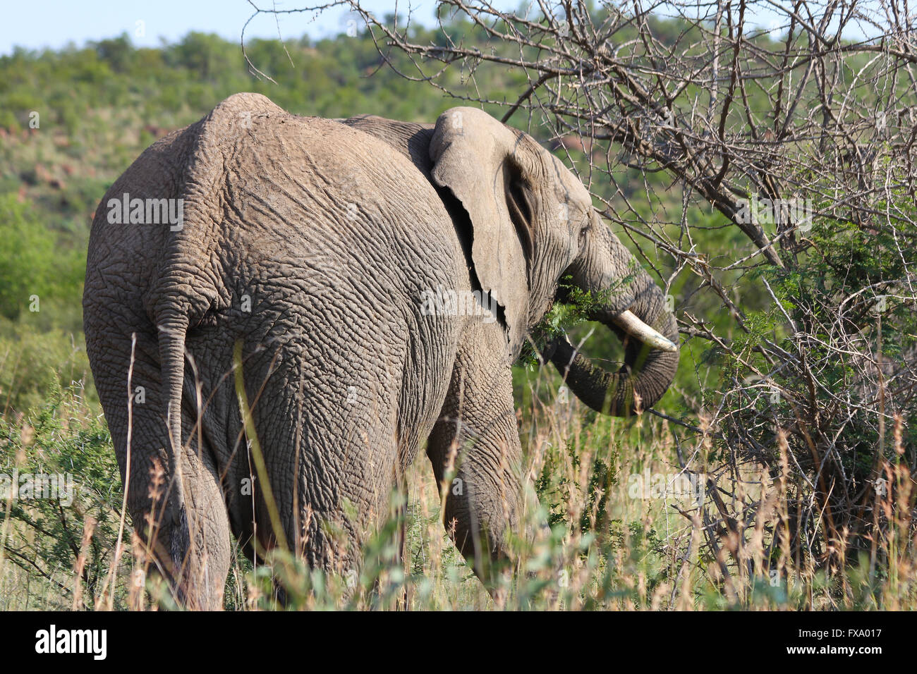elephant eating tree Stock Photo Alamy