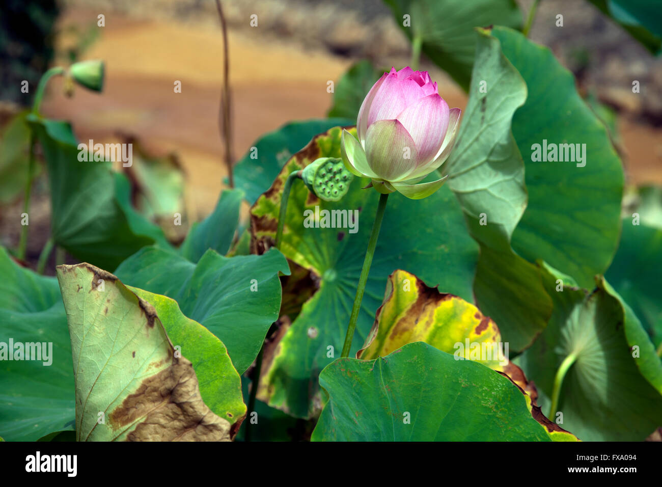 Lotus flower in bud hires stock photography and images Alamy