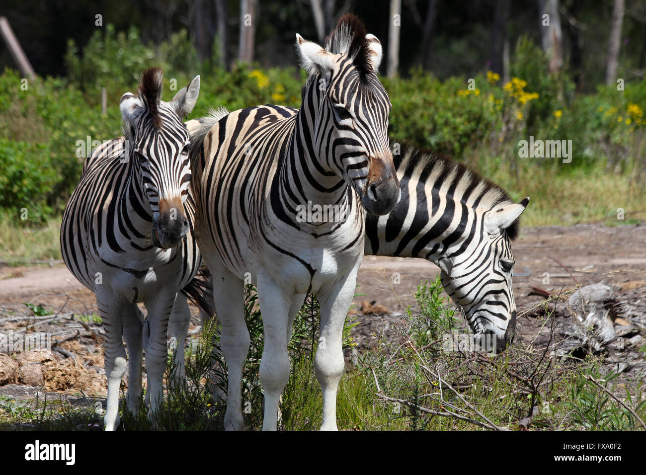 zebras in Africa Stock Photo Alamy