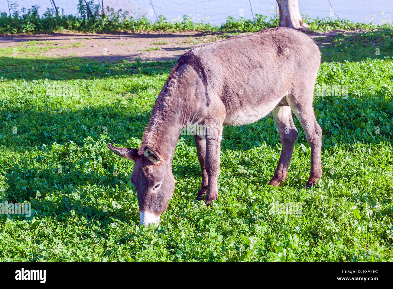 Cute Donkey Eating Green Grass Stock Photo Alamy