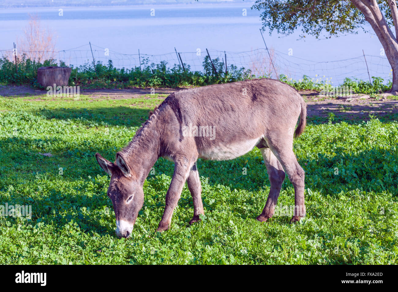 Cute Donkey Eating Green Grass Stock Photo Alamy
