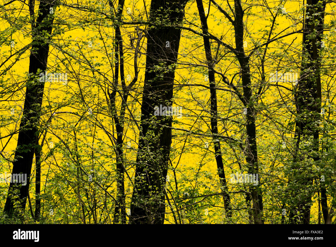 Trees with background of yellow meadow Stock Photo