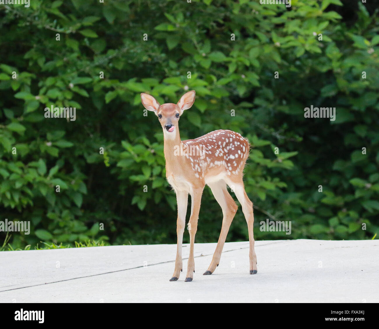 Young deer sticking his tongue out for the camera... just like a kid would do. Stock Photo