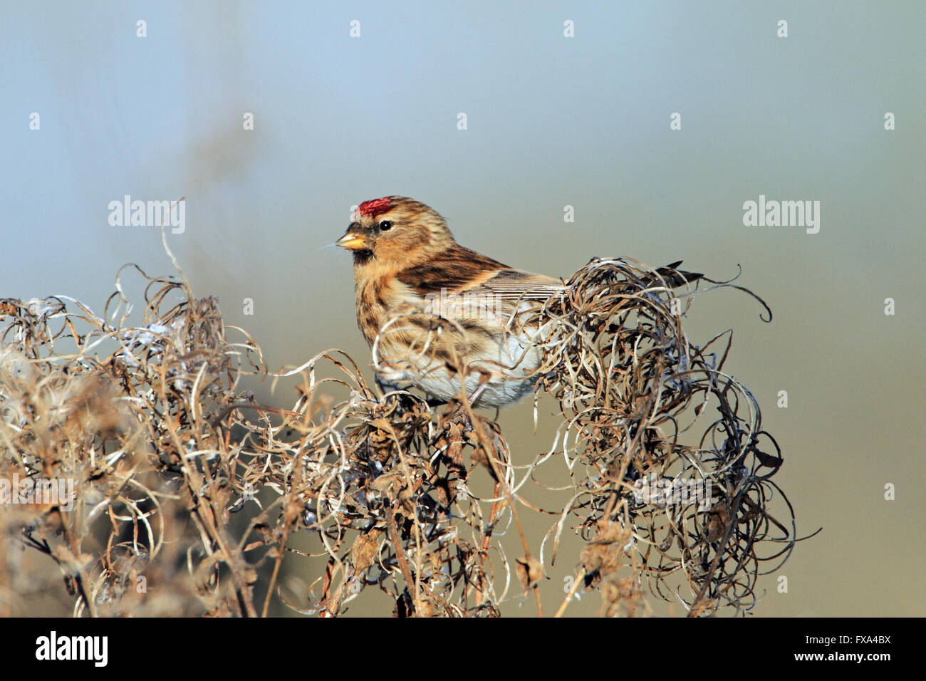 Lesser Redpoll (Carduelis cabaret) Stock Photo
