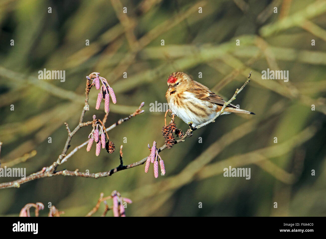 Lesser Redpoll (Carduelis cabaret) on Alder Stock Photo