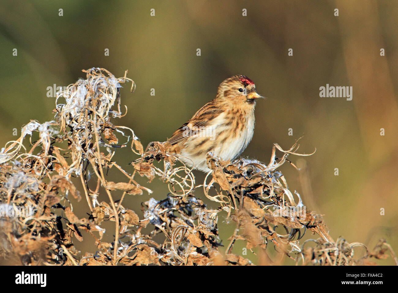 Lesser Redpoll (Carduelis cabaret) on Alder Stock Photo