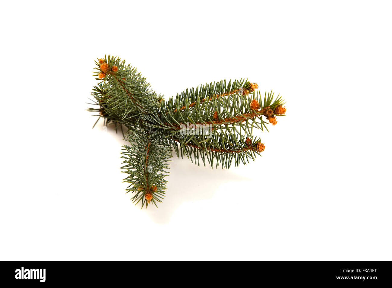 Fir tree branch with orange-brown small cones. Front view. Isolated on white. Soft shadow. Stock Photo