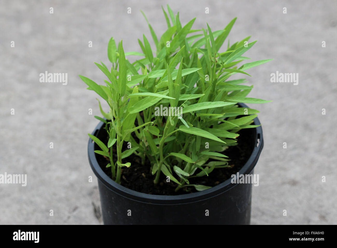 Growing Ipomoea aquatica or known as Kangkong, Kangkung, water spinach, river spinach, water morning glory, in a pot Stock Photo