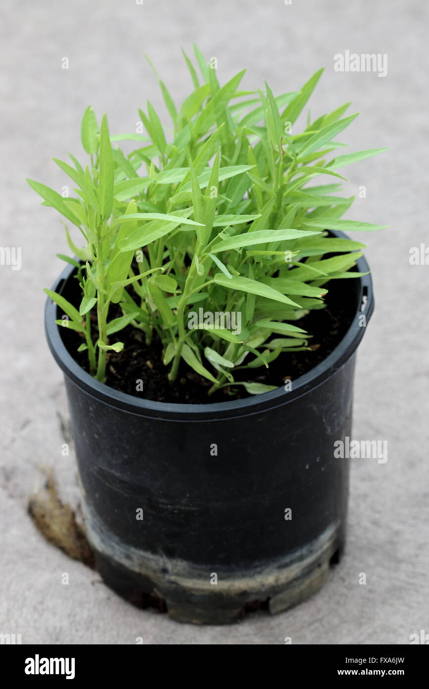 Growing Ipomoea aquatica or known as Kangkong, Kangkung, water spinach, river spinach, water morning glory, in a pot Stock Photo