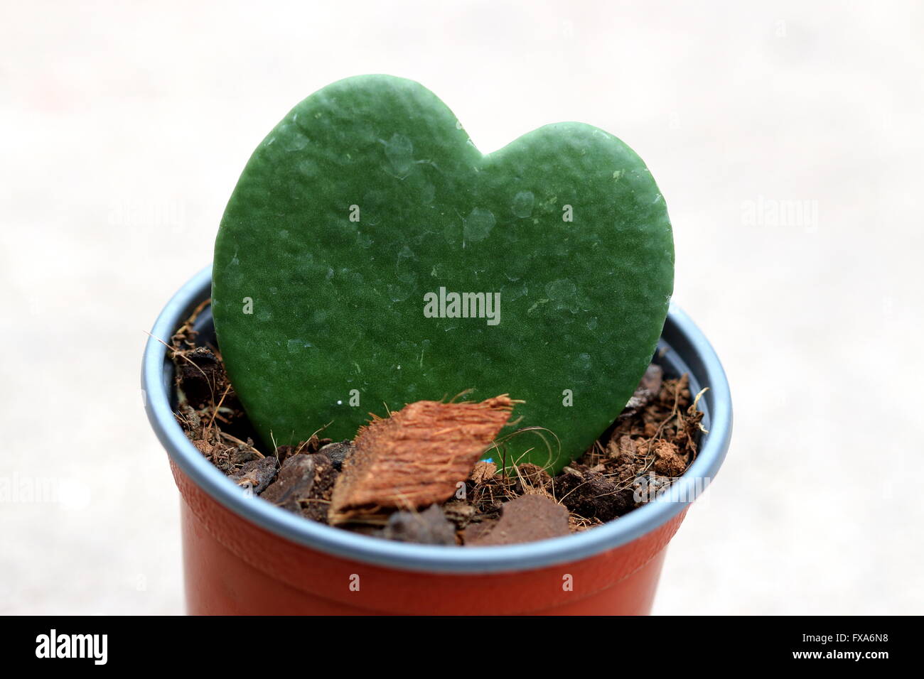 Close up image of  a Love Heart shaped succulent called Hoya kerrii or known as Sweetheart Hoya, The Sweetheart Valentine Hoya Stock Photo