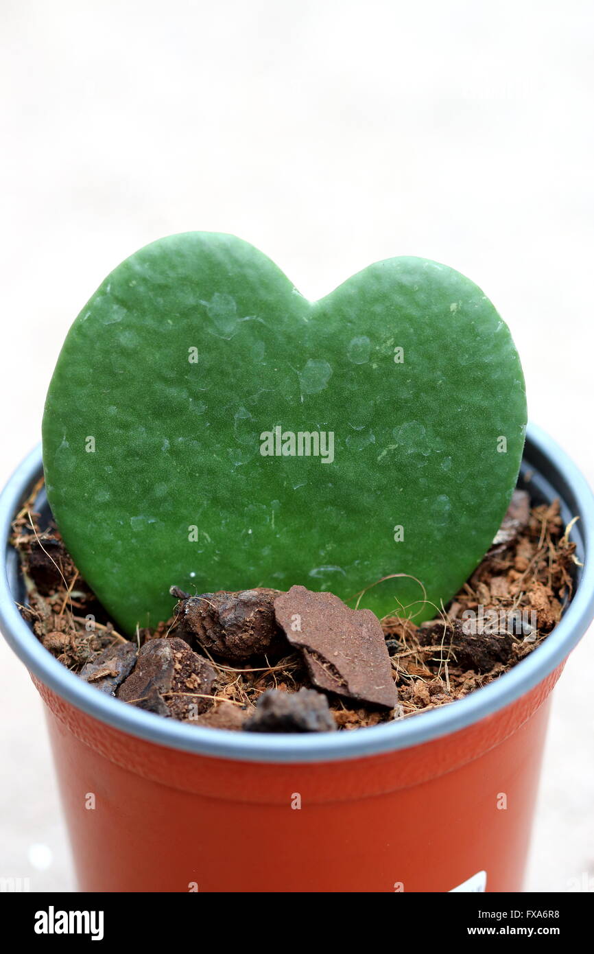 Close up image of  a Love Heart shaped succulent called Hoya kerrii or known as Sweetheart Hoya, The Sweetheart Valentine Hoya Stock Photo