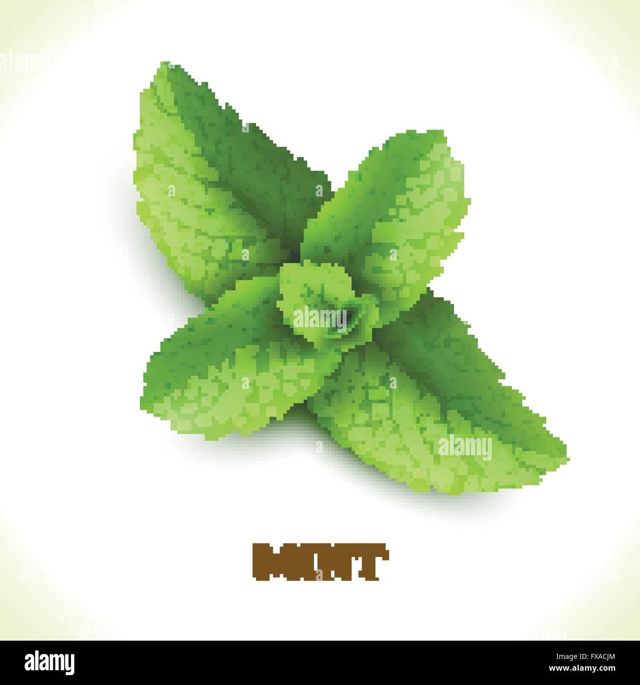 Mint leaf isolated on white Stock Vector Image & Art - Alamy