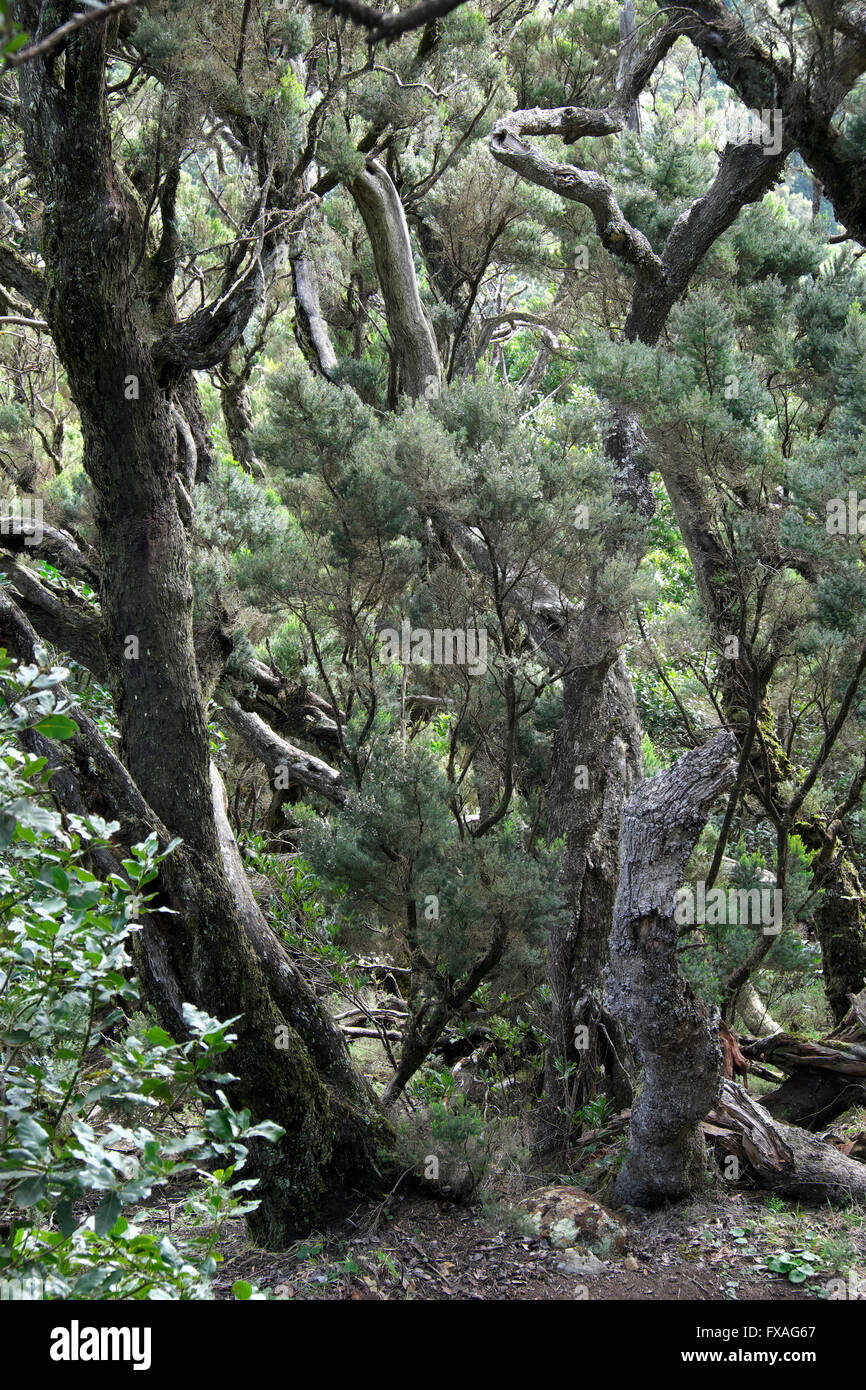 In the laurel forest, Garajonay National Park, La Gomera, Canary Islands, Spain Stock Photo