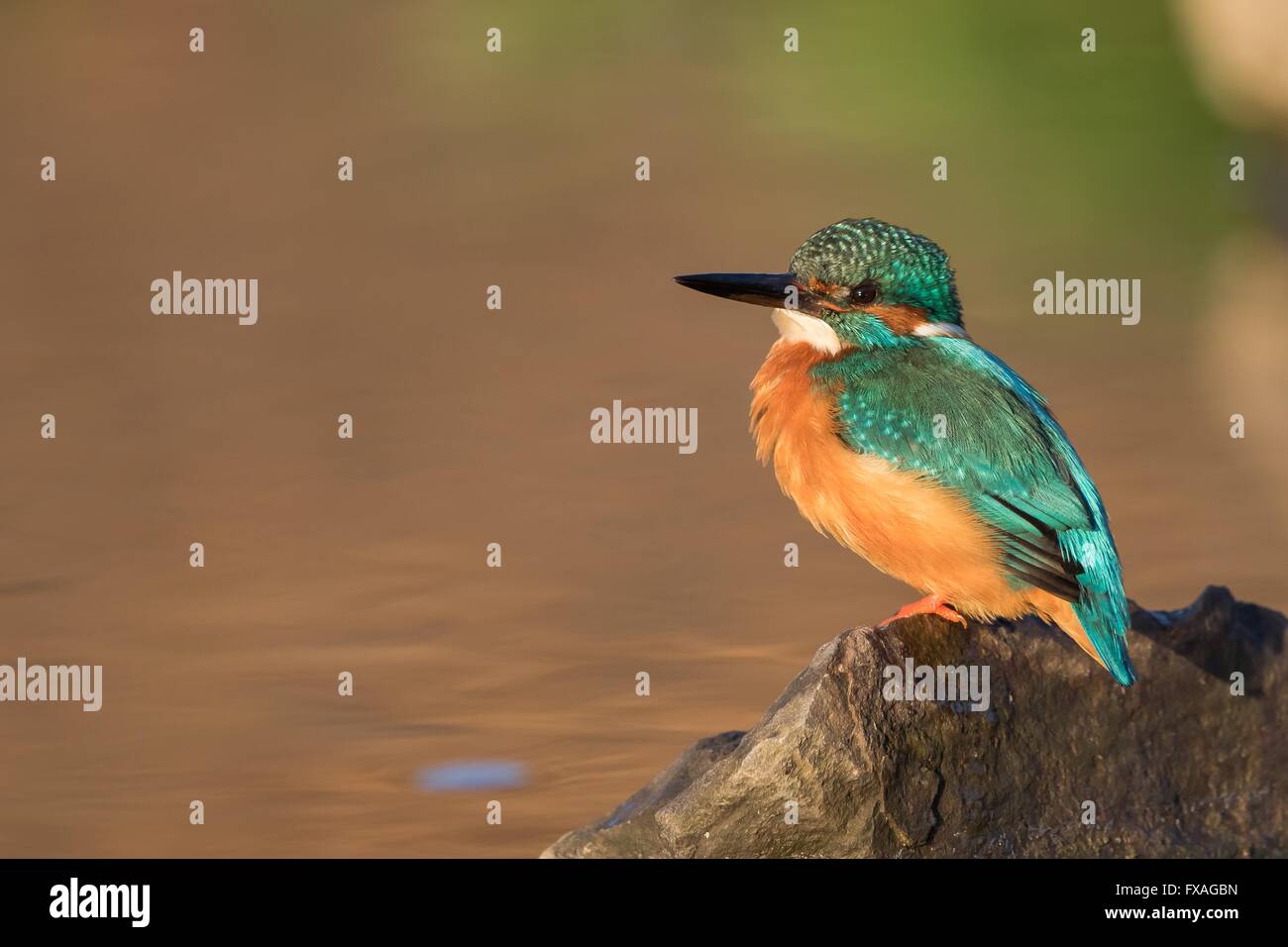 Male Kingfisher (Alcedo atthis) sitting on stone, morning light, Hesse, Germany Stock Photo