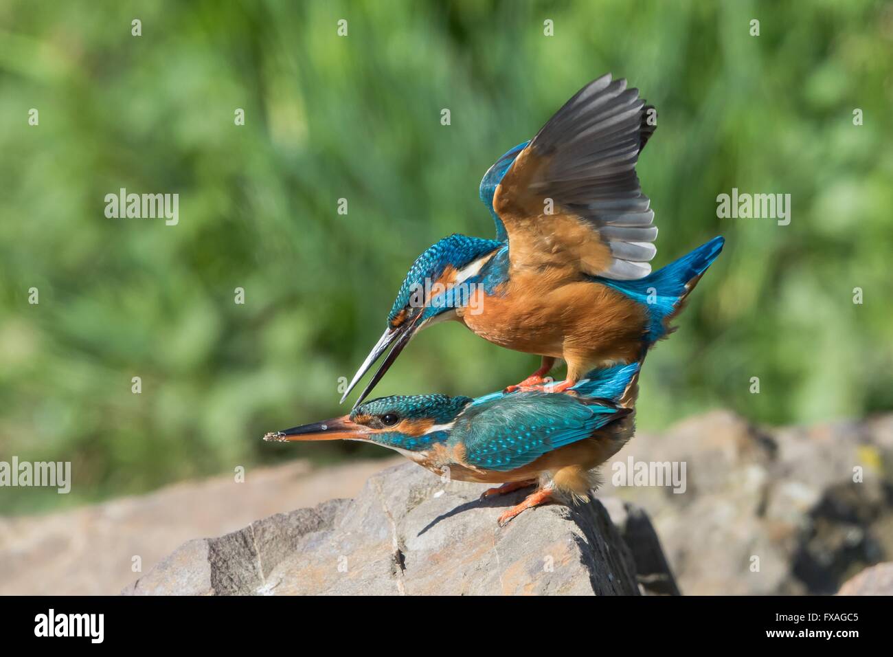 Kingfishers (Alcedo atthis) mating, Hesse, Germany Stock Photo