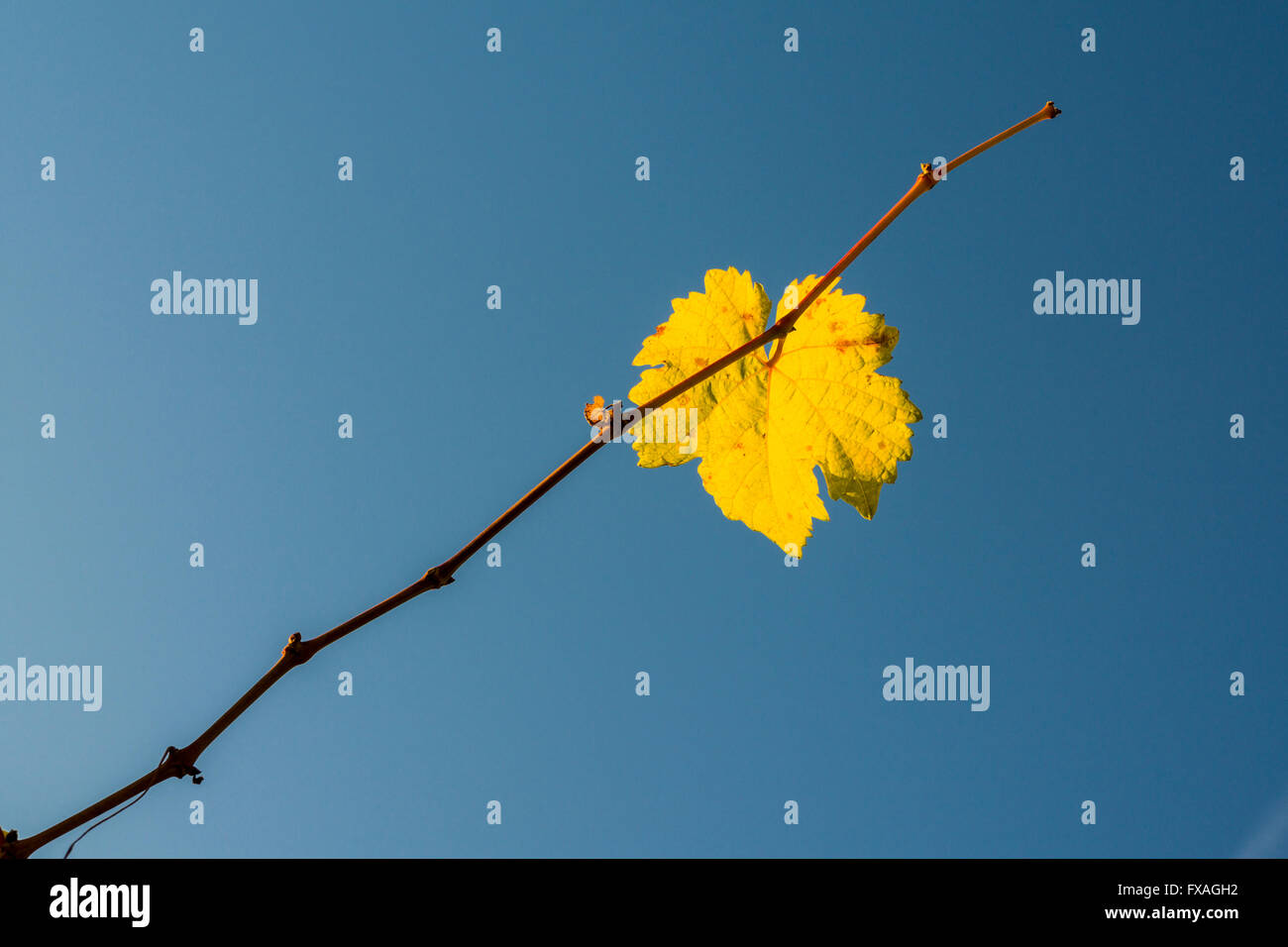 Yellow colored wine leaves against blue sky in autumn, bei Ochsenfurt, Bavaria, Germany Stock Photo
