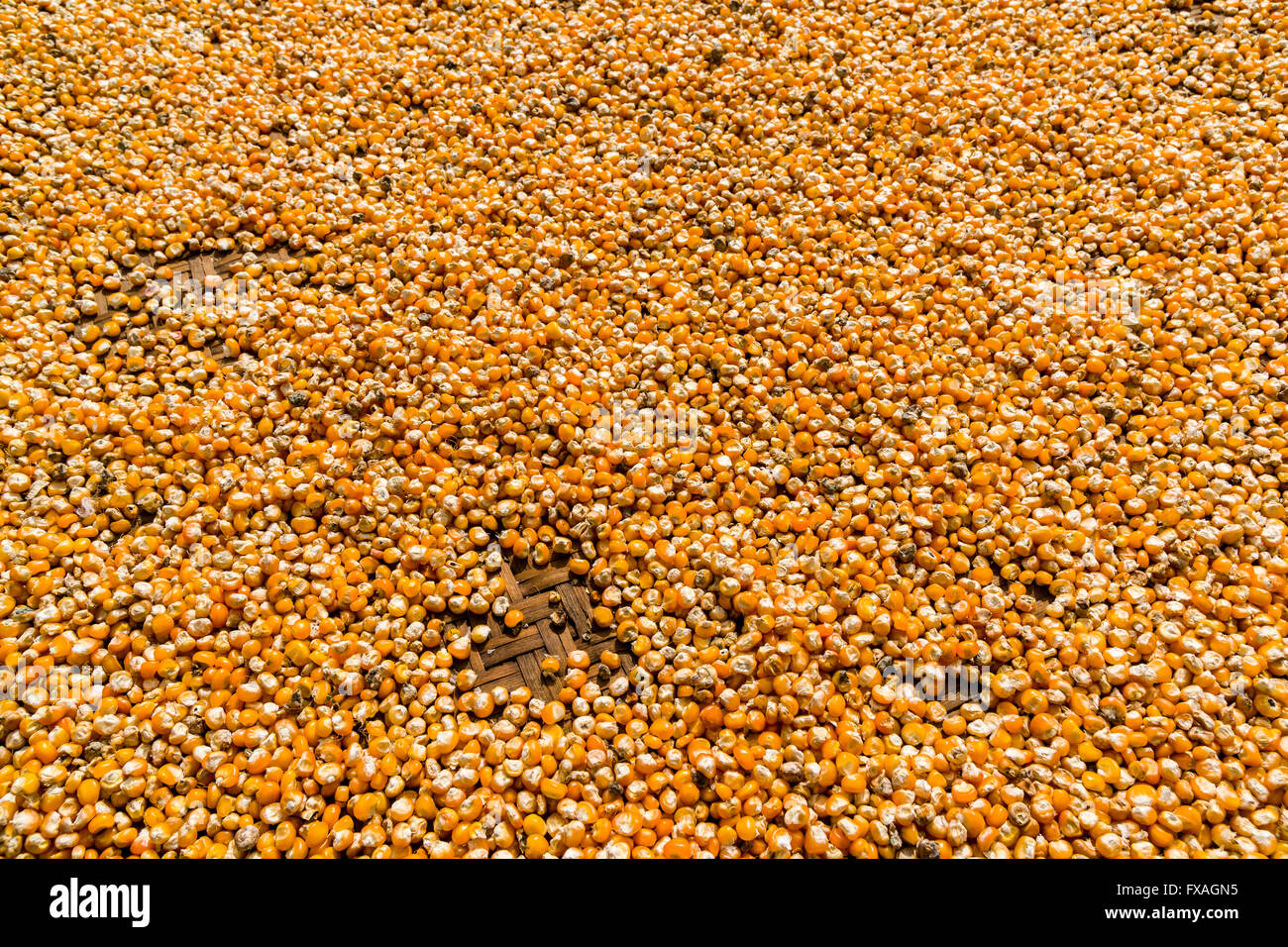 Corn is spread out on a woven plate to dry in the sun, Bung, Solo Khumbu, Nepal Stock Photo