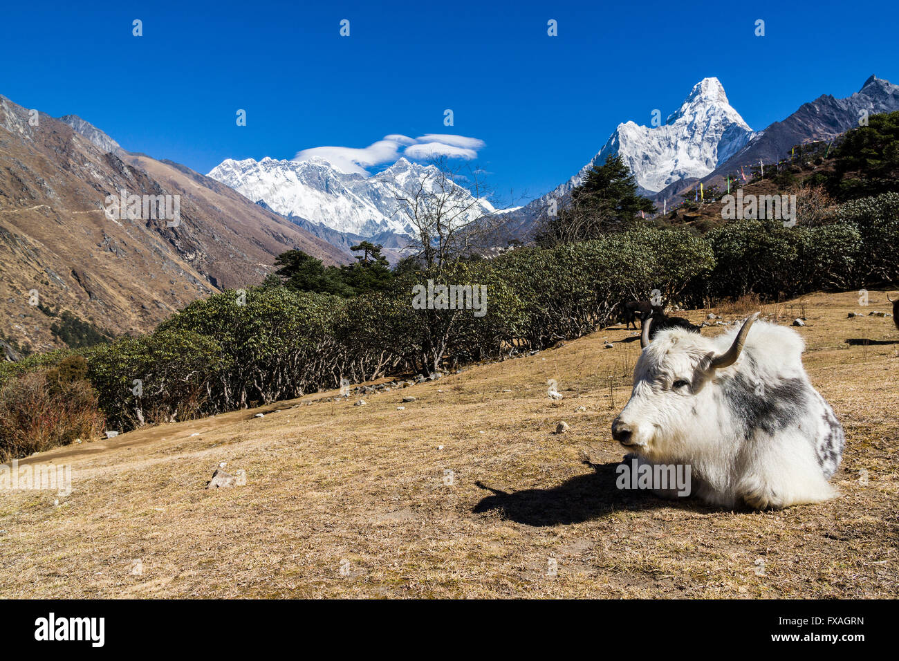 White yak (Bos mutus) lying in a meadow, Mt. Everest and Ama Dablam in the distance, Tengboche, Solo Khumbu, Nepal Stock Photo
