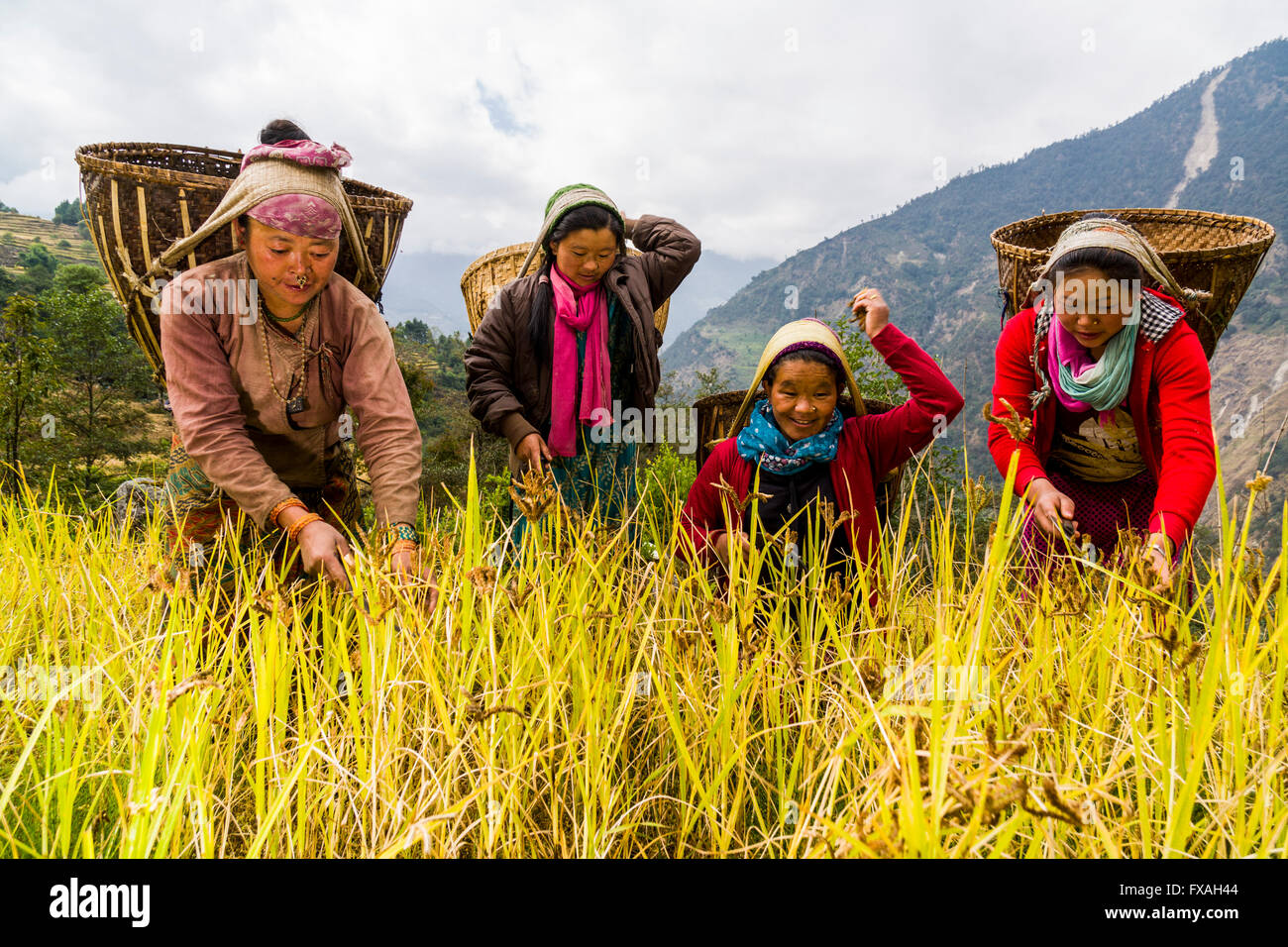 Women with baskets on their back are harvesting millet by hand, Jubhing, Solo Khumbu, Nepal Stock Photo