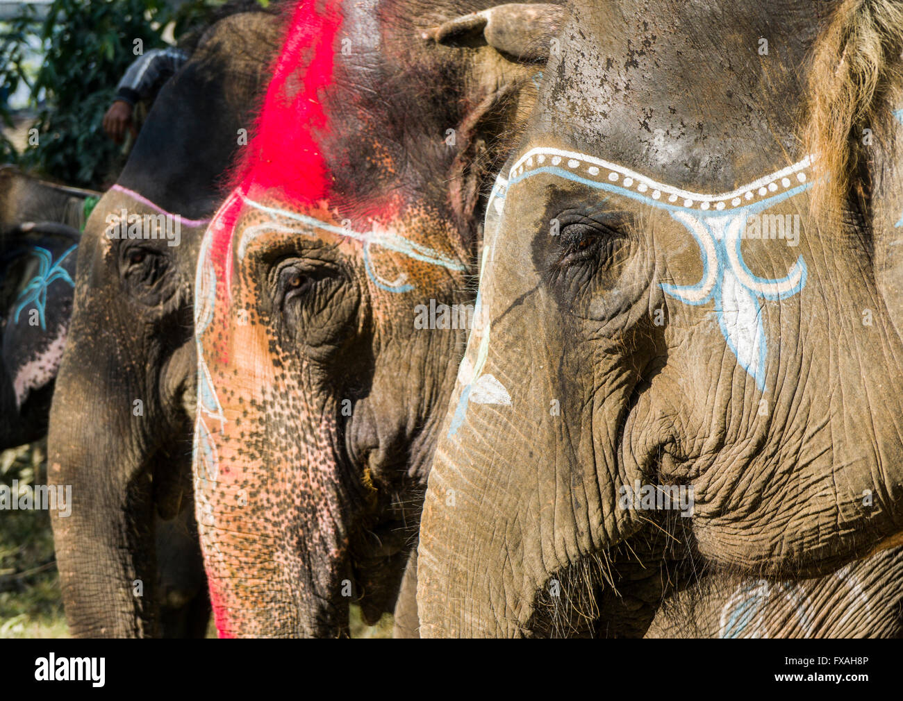 Portrait of Asian elephants (Elephas maximus), colourfully painted for elephant festival, Sauraha, Chitwan, Nepal Stock Photo