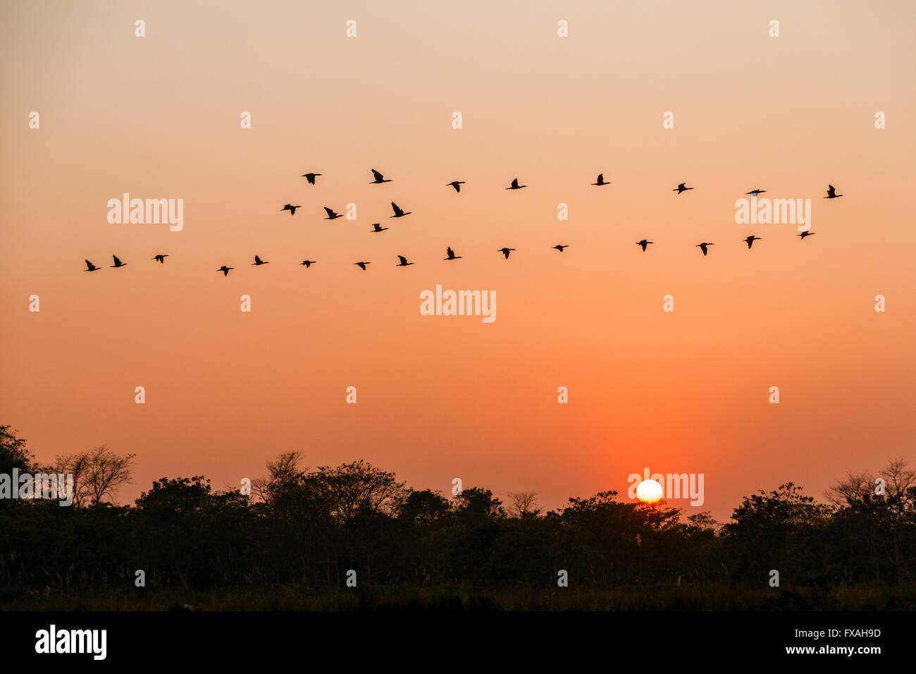 A flock of goose is flying over trees at sunset, Sauraha, Chitwan, Nepal Stock Photo