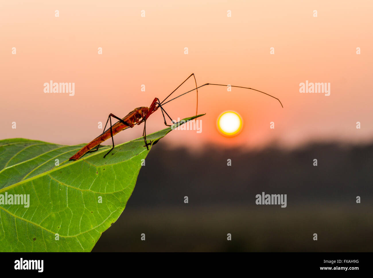 Red Cotton Bug (Dysdercus cingulatus) perched on the leave of a tree at sunset, Sauraha, Chitwan, Nepal Stock Photo