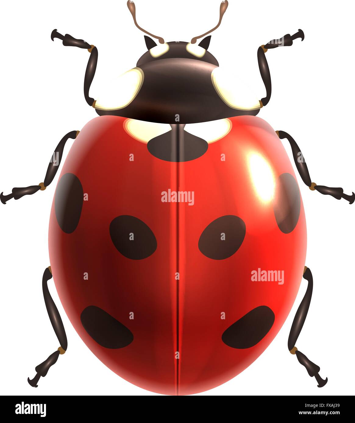 Ladybug realistic isolated Stock Vector Image & Art - Alamy