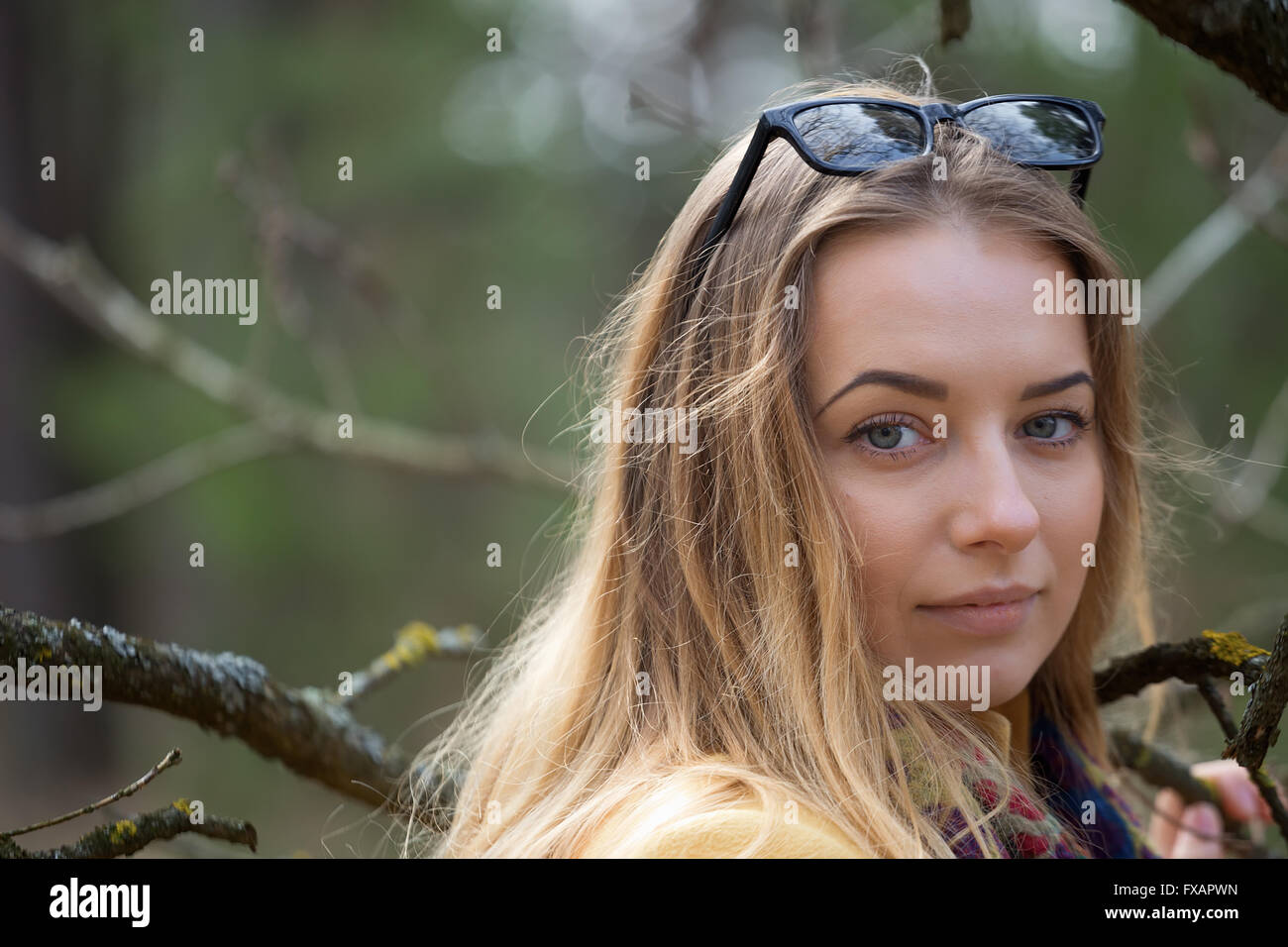 Tree, field, meadow and forest blue sky Stock Photo Alamy