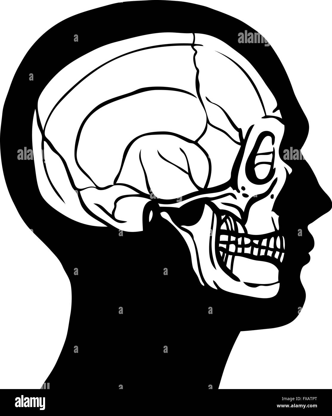 Human Head With Skull Stock Vector