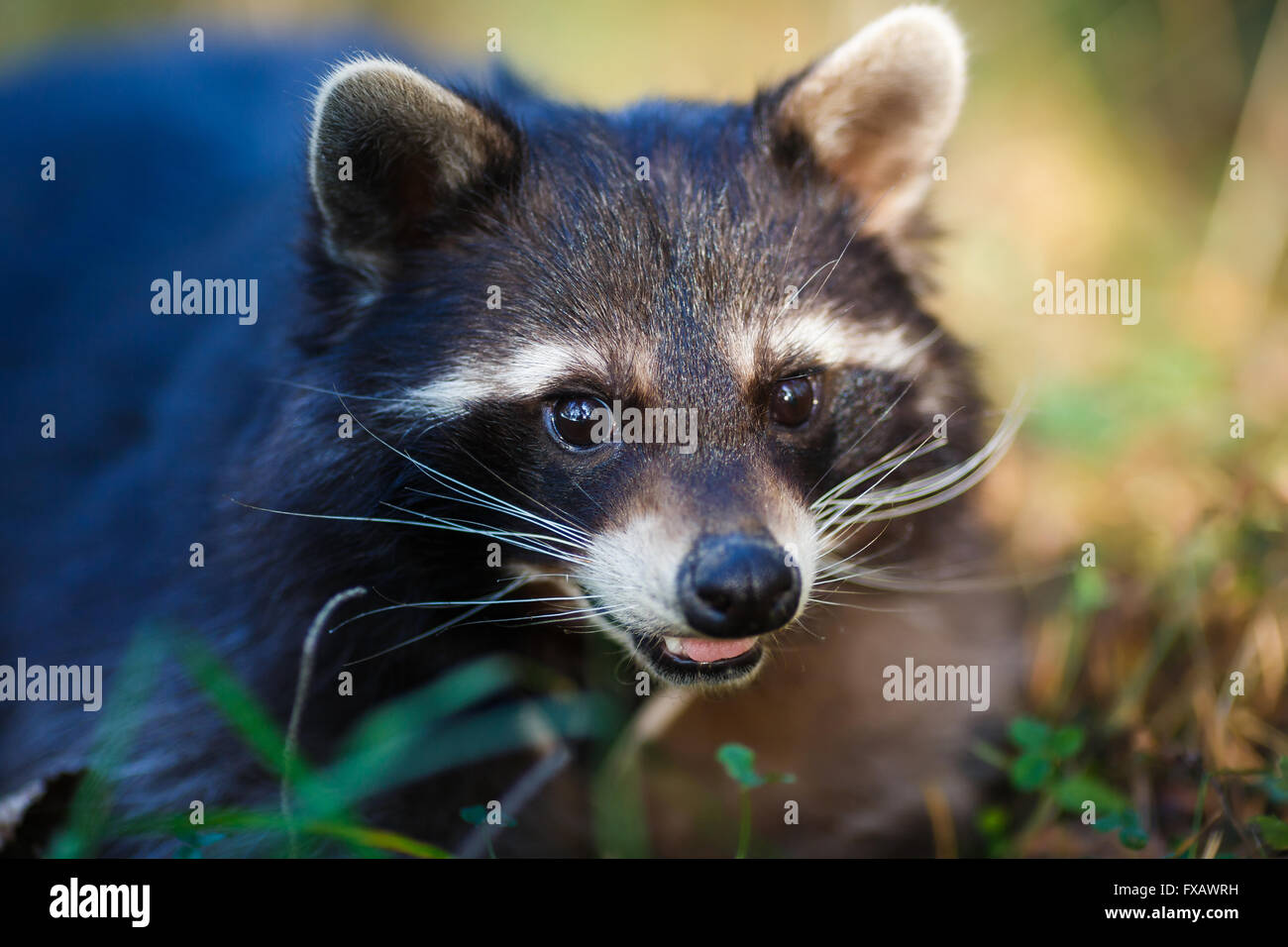 Portrait of a raccoon in a forest at autumn time Stock Photo - Alamy