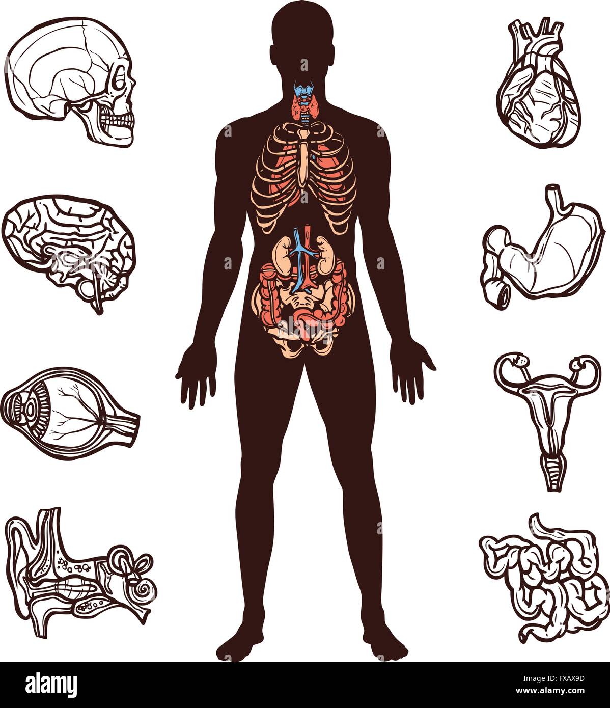 Human Anatomy Set Stock Vector Image & Art Alamy