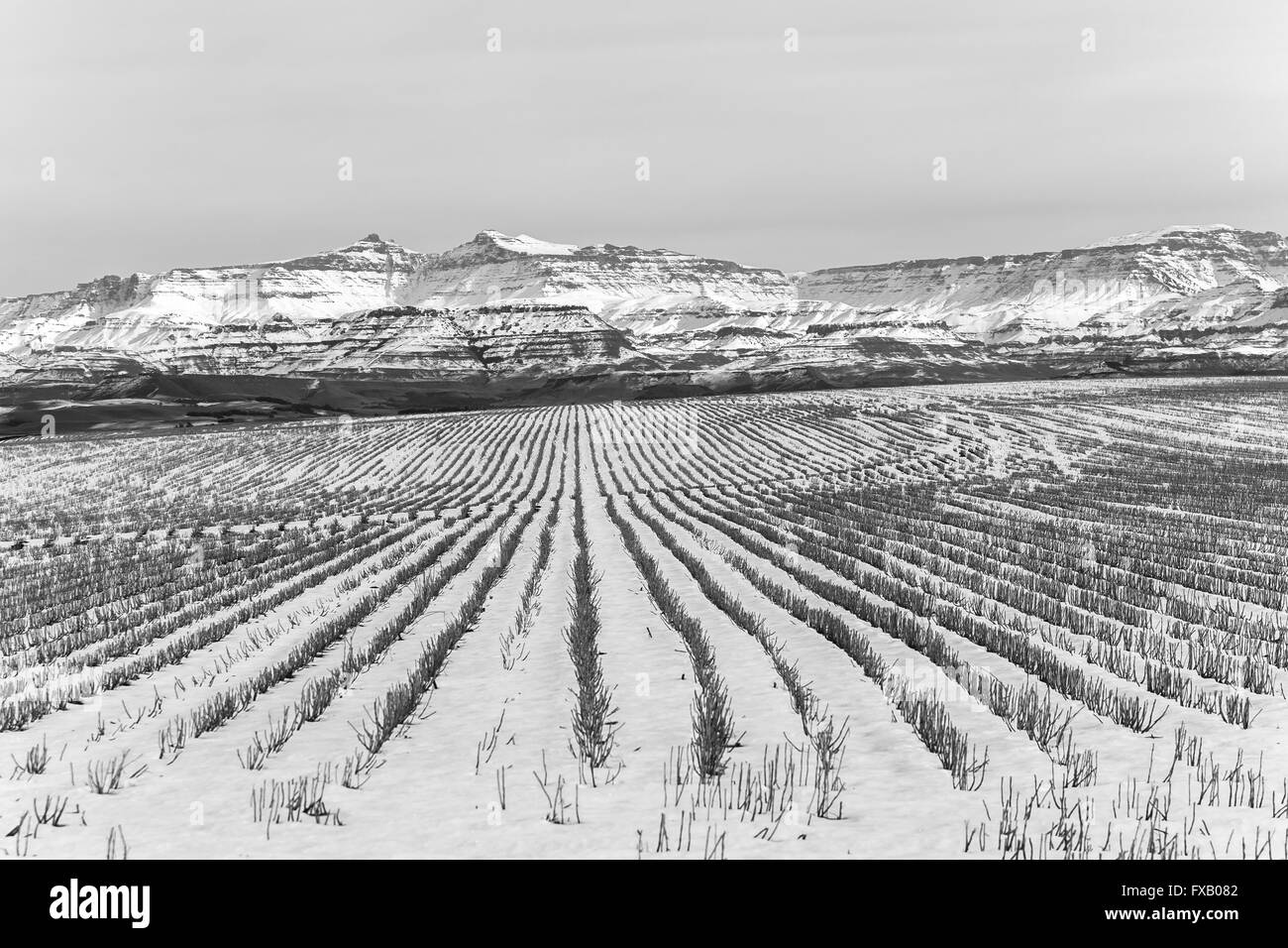 Farmlands harvested field crop stubs contrast against winter snow covered mountain landscape. Stock Photo