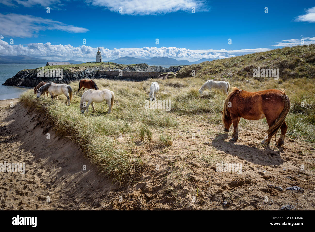 Wild horses grazing on Llanddwyn Island, a peninsula on Anglesey