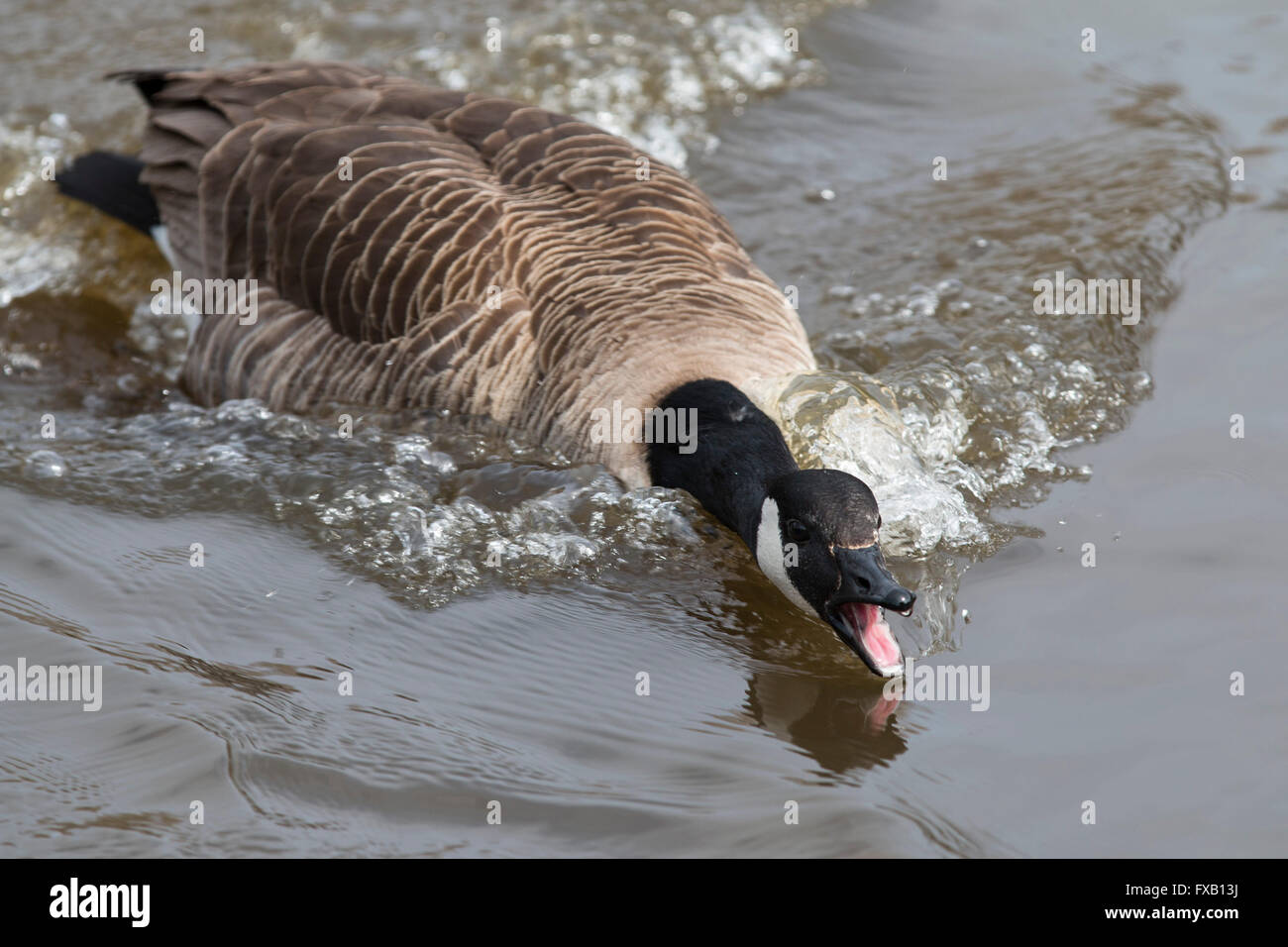 Canada goose aggression hires stock photography and images Alamy