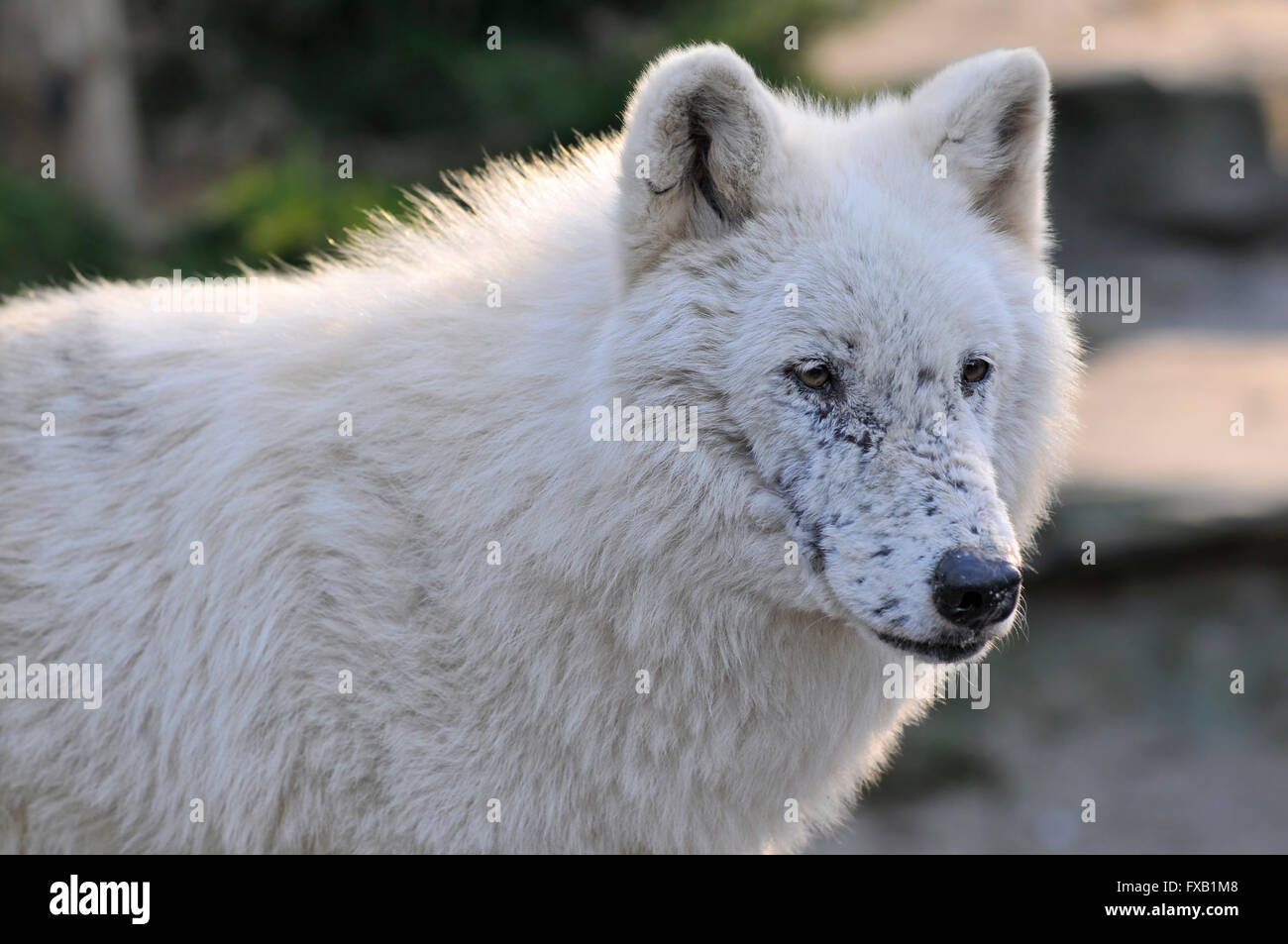 Portrait of Arctic Wolf (Canis lupus arctos Stock Photo - Alamy