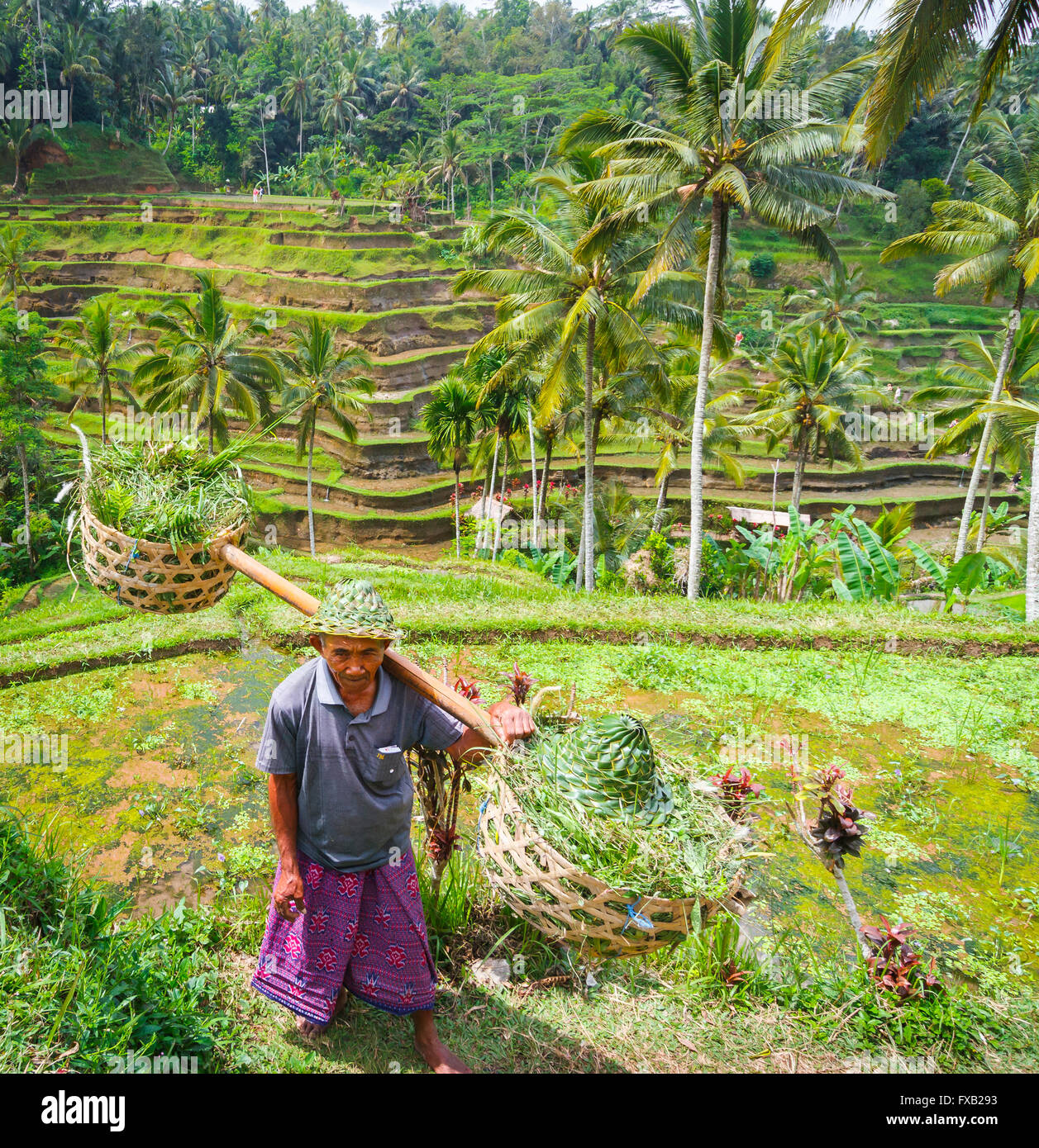 Man in a  rice field. Stock Photo