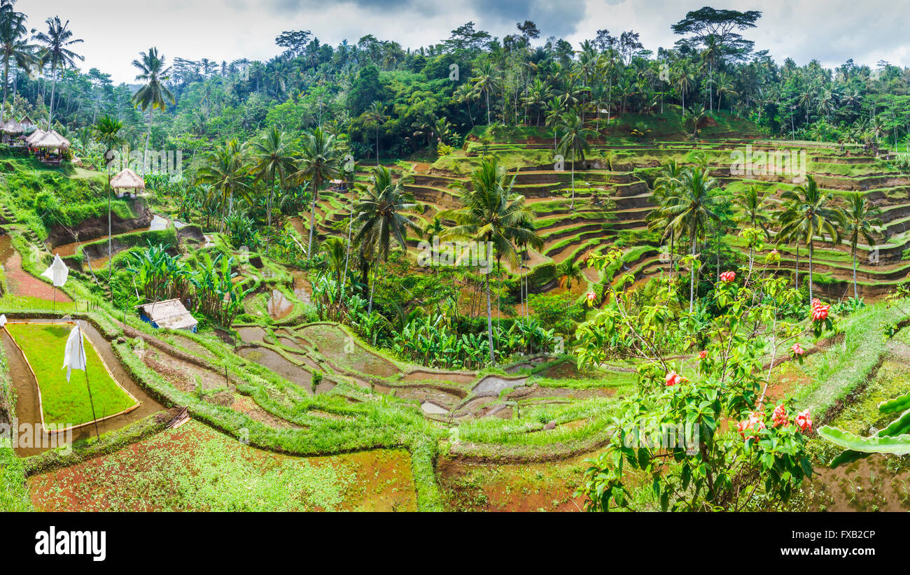 Tegallalang rice field. Bali. Indonesia, Asia. Stock Photo