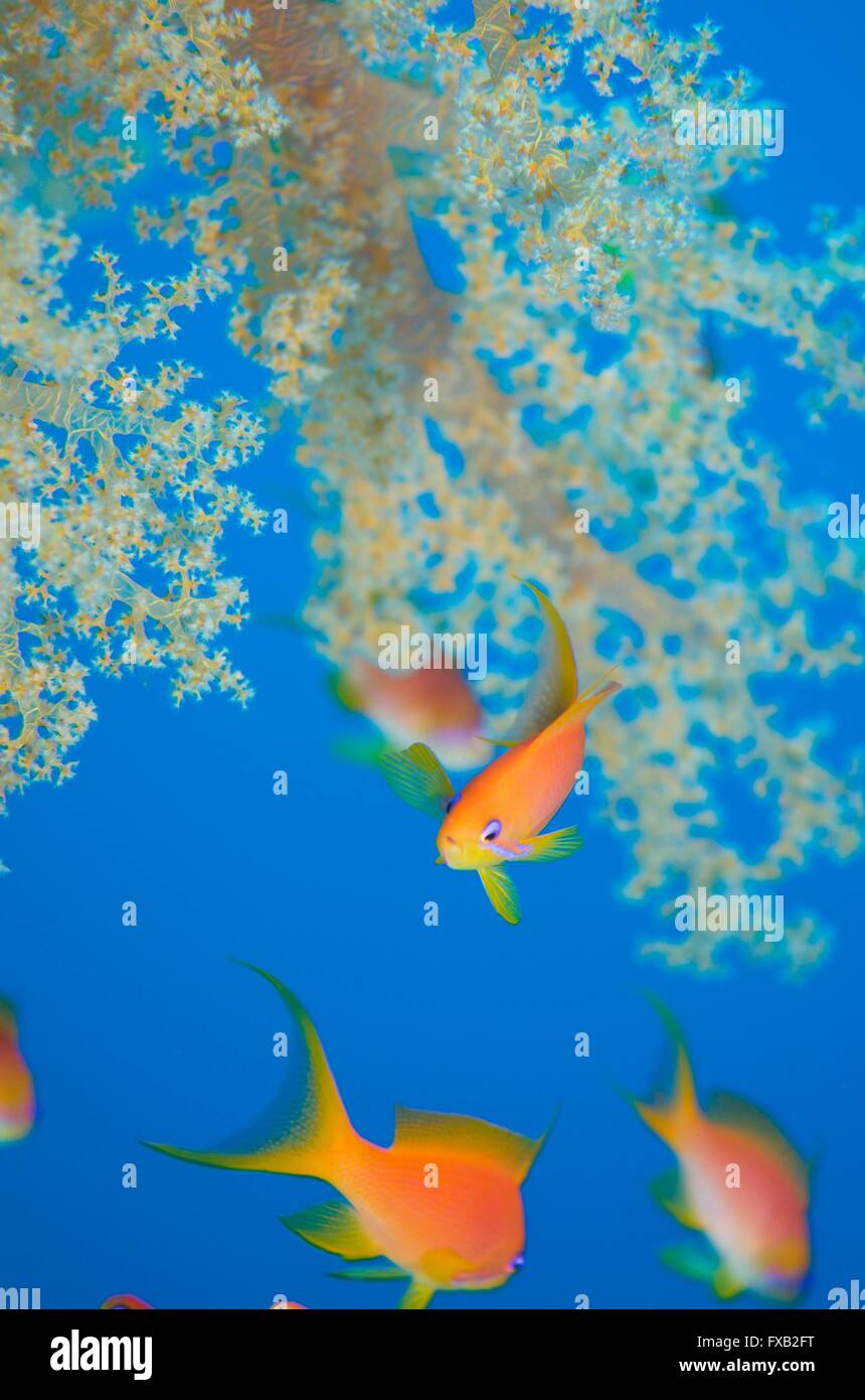 Orange fish with white soft coral and blue background Stock Photo